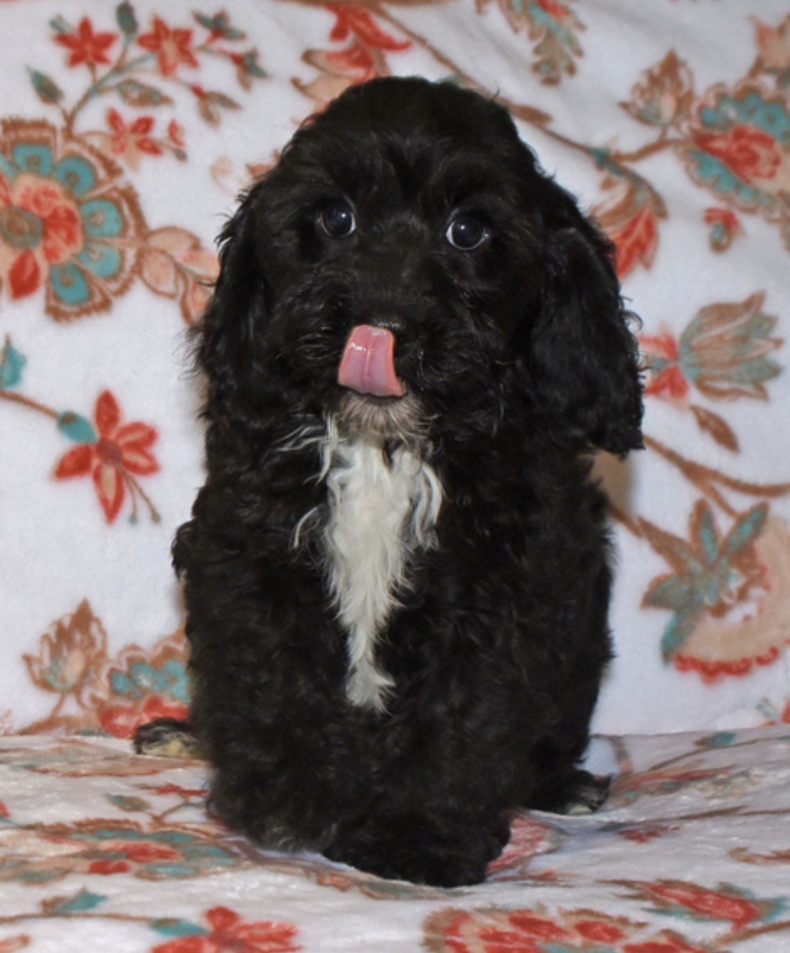 comprar cachorros sanos, baratos y asequibles para la venta